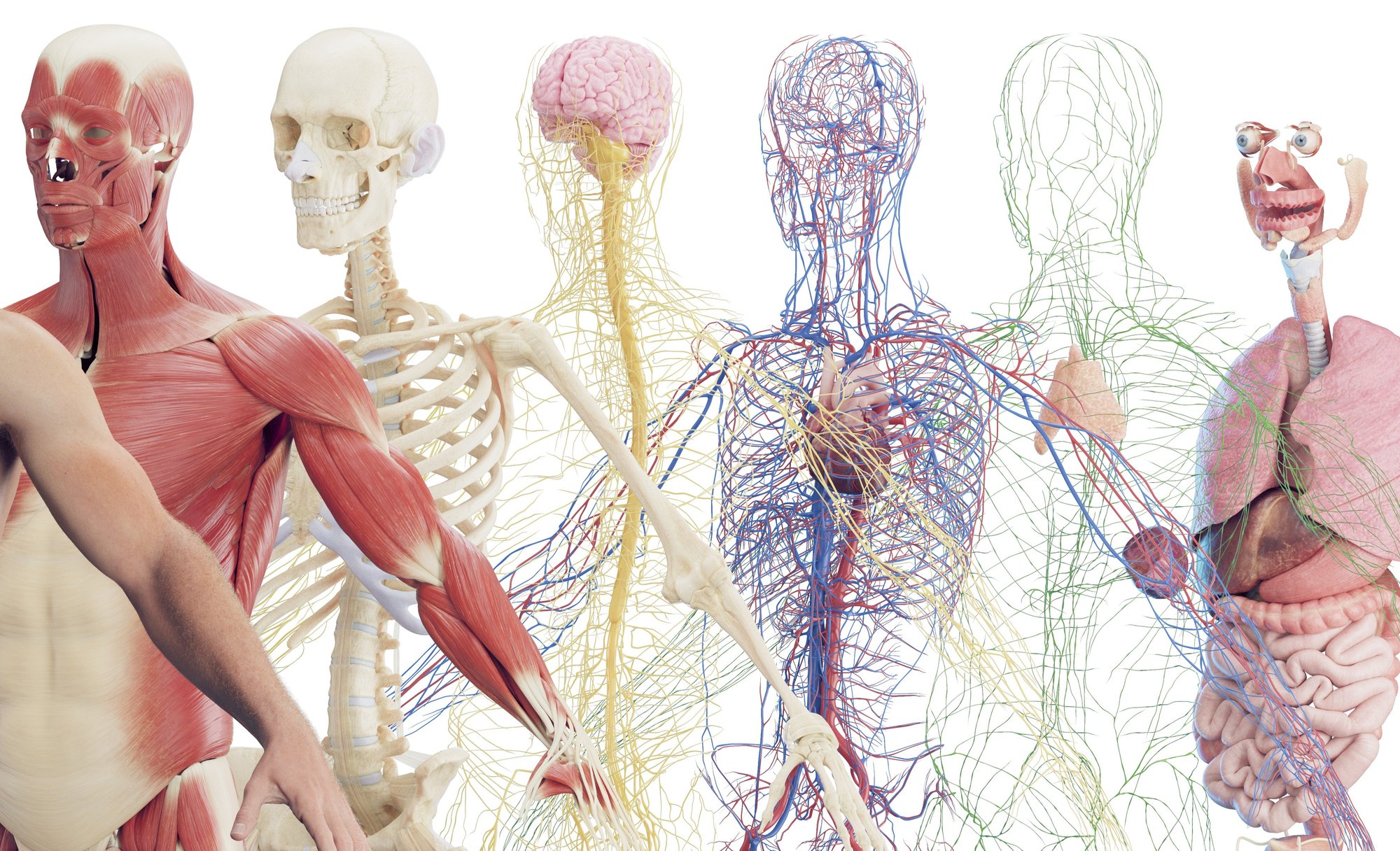 Anatomy & Physiology II